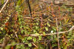 Lindsaea linearis. Sterile fronds showing red-brown stipes and rachises.
 Image: L.R. Perrie © Leon Perrie 2013 CC BY-NC 3.0 NZ